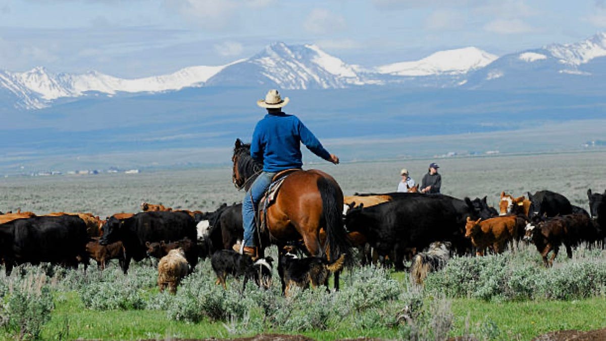 Who Owns Dinner? - by Justin Kamm - The Daily Pasture
