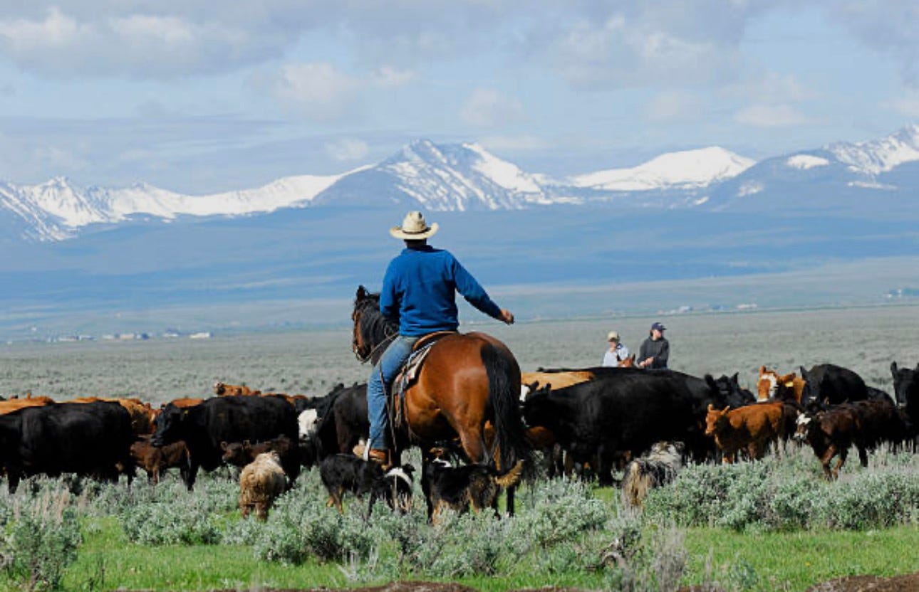 Who Owns Dinner? - by Justin Kamm - The Daily Pasture