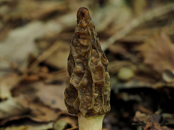 brown morel mushroom
