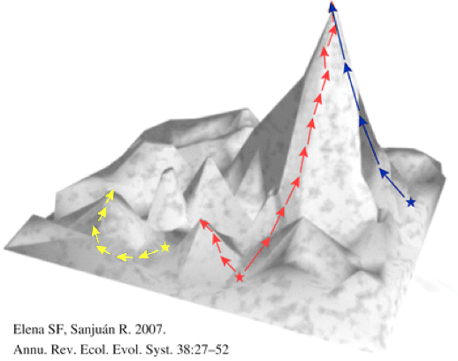A fitness landscape showing hypothetical trajectories of the evolution of viruses