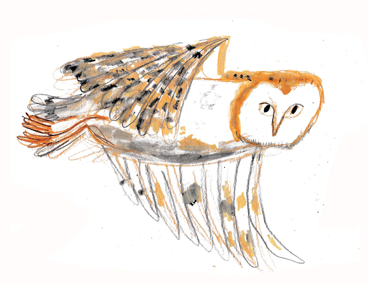 Flying barn owl illustrated by Beth Spencer Flying barn owl illustrated by Beth Spencer