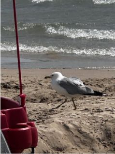 A bird on the beach AI-generated content may be incorrect. A bird on the beach AI-generated content may be incorrect.