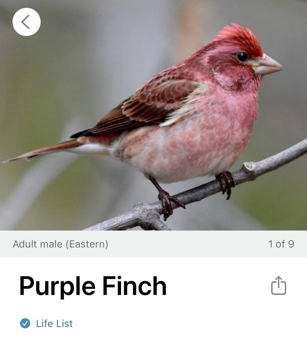 a purple finch-small bird with magenta feathers a purple finch-small bird with magenta feathers