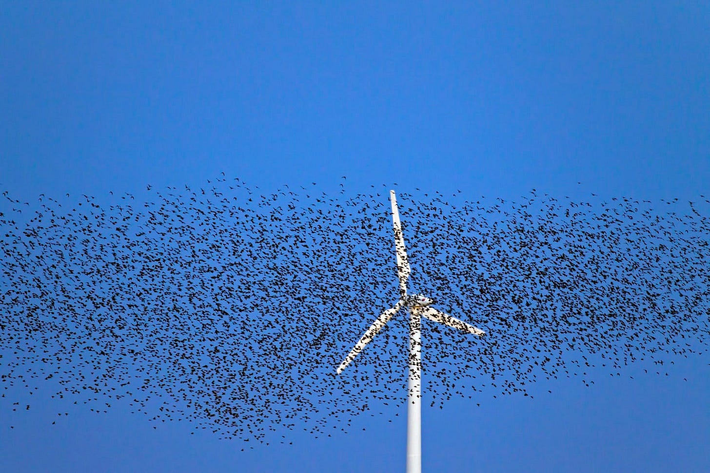 Wind energy takes a toll on birds, but now there's help
