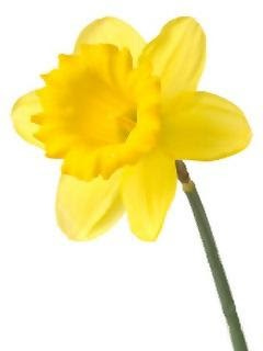 daffodil daffodil