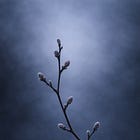 Winter Orchard Fragment