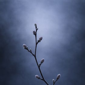Winter Orchard Fragment