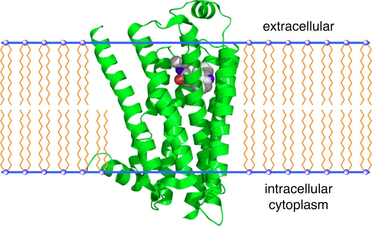 A graphic of a beta-2 adrenergic receptor within a membrane. The bilipid membrane is clearly seen, with the inside and outside of the cell labelled. Hidden in among the strands of the receptor, a molecule (carazolol) peeks out.
