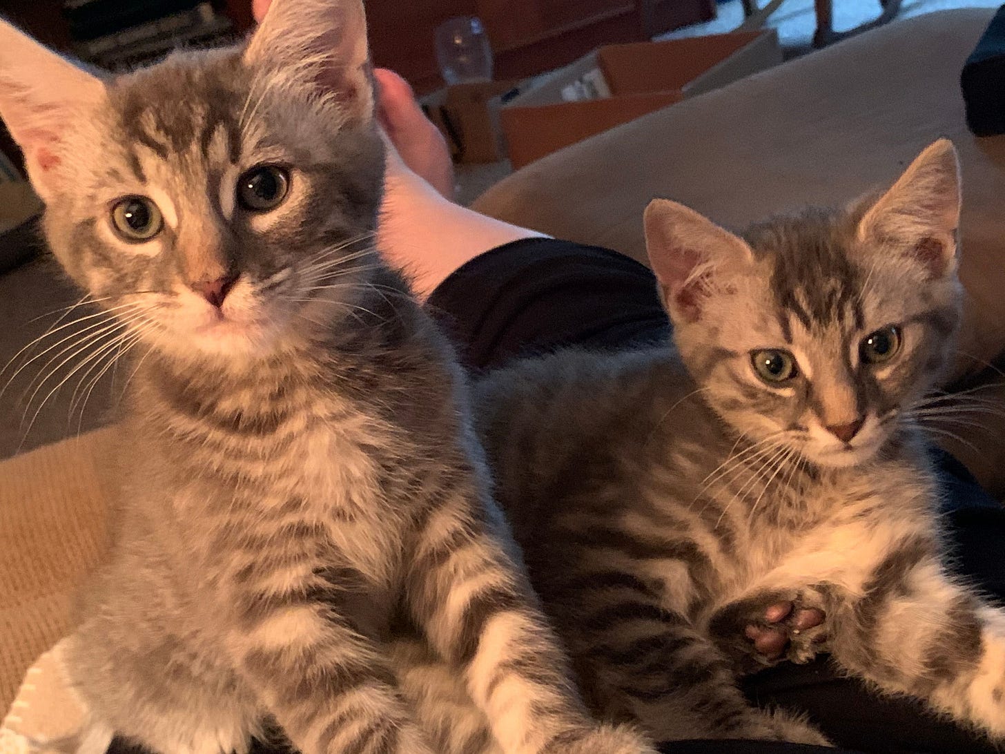 Charmin and Cottonelle as kittens, are sitting in a on a lap in a living room, cozy but alert. Charmin and Cottonelle as kittens, are sitting in a on a lap in a living room, cozy but alert.
