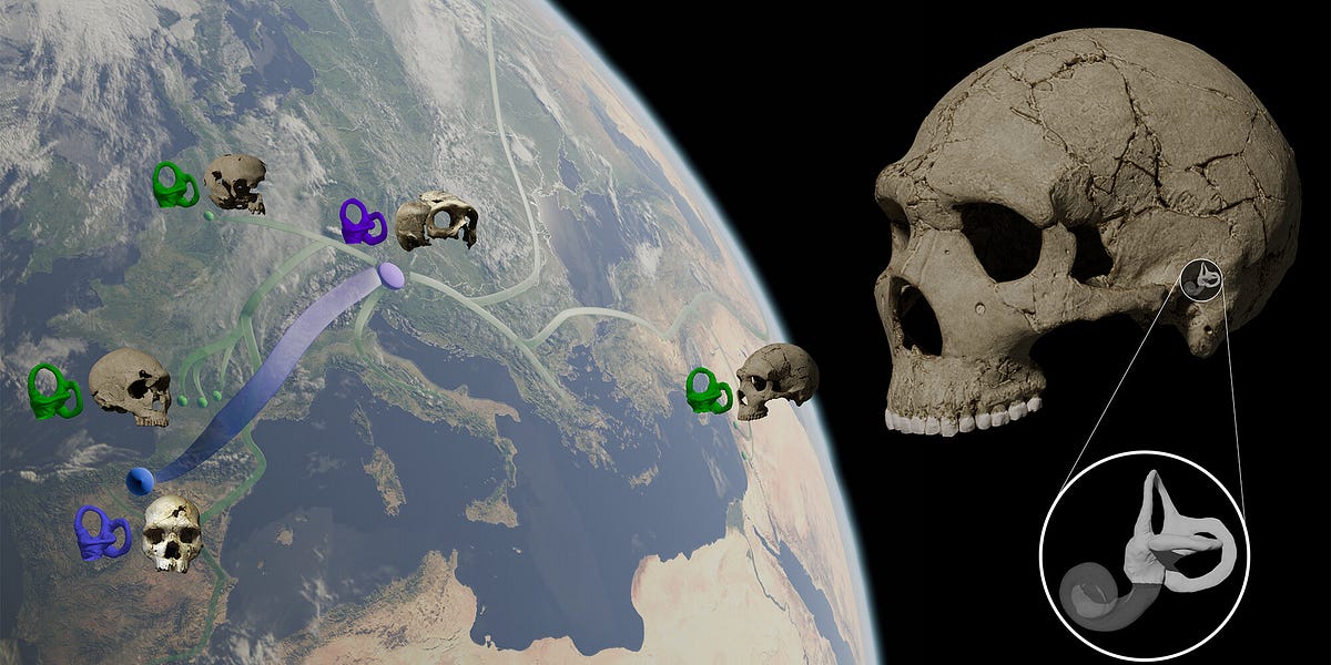 Recent Genetic Swamping Frequently Asked Questions Were Neanderthals Frequently Asked Questions