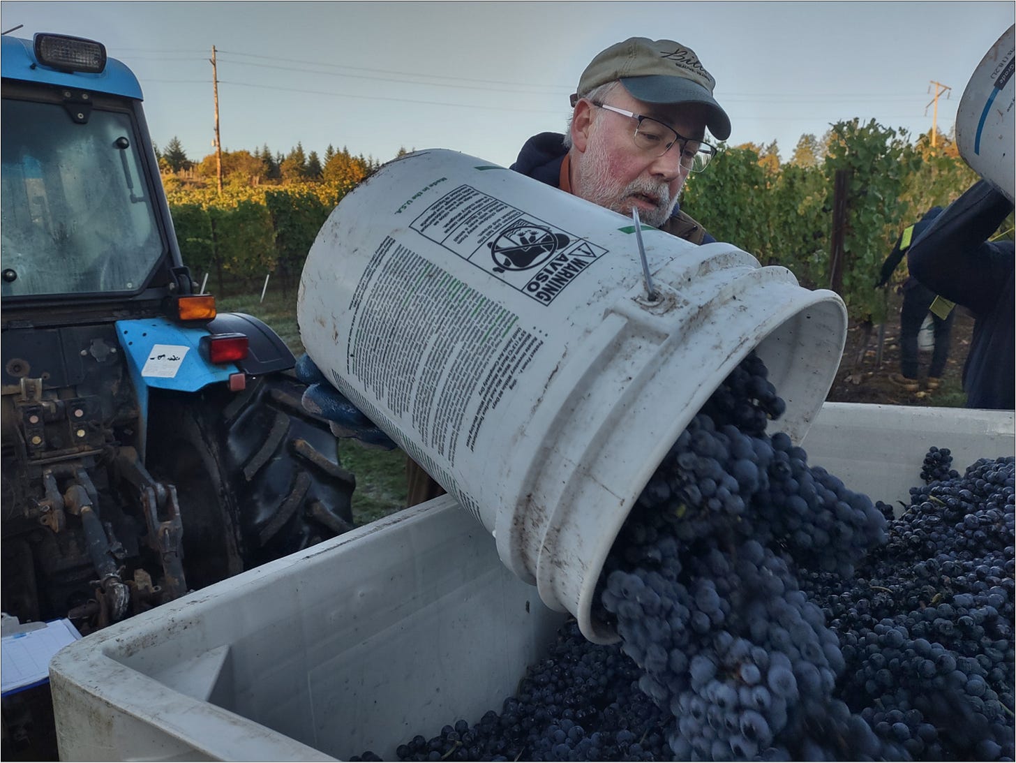 Just one of the guys, Ernie dumping Pinot Meunier buckets.
