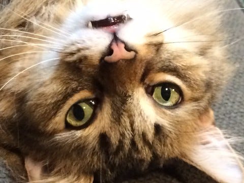 Chase_CLose_Grin_Tell_Your_Pet_Sitter