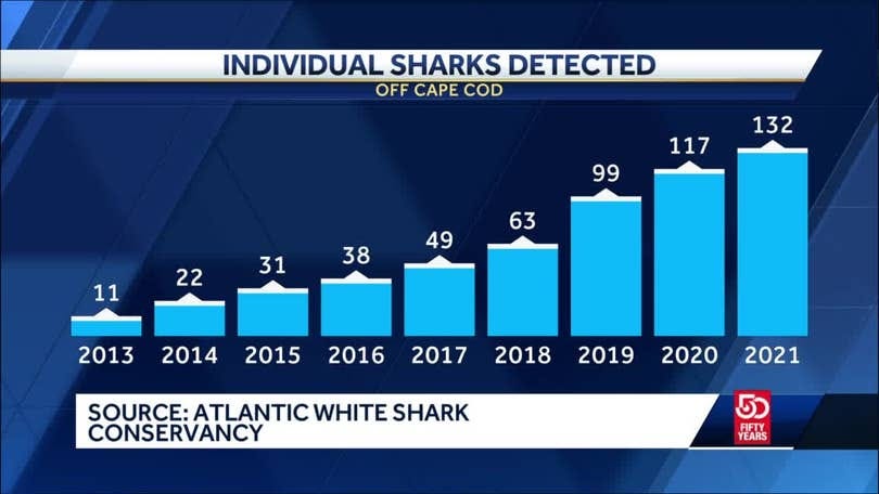 First white shark of 2022 season spotted off Nantucket coast