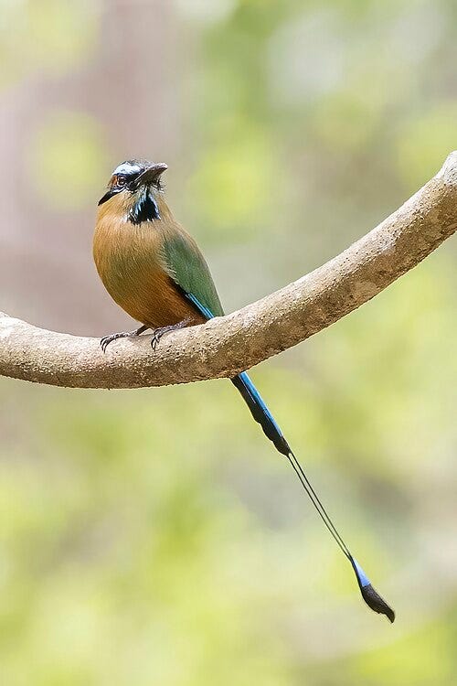 File:Turquoise-browed motmot (Eumomota superciliosa apiaster) Copan 3.jpg