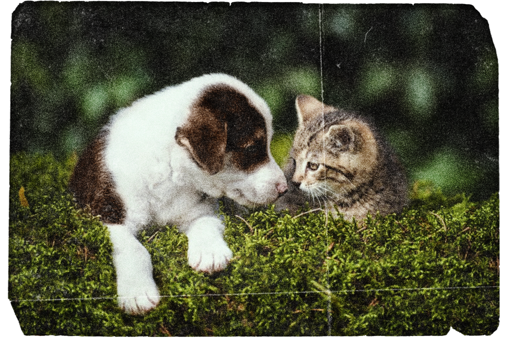 An old, worn photo of a kitten and a puppy