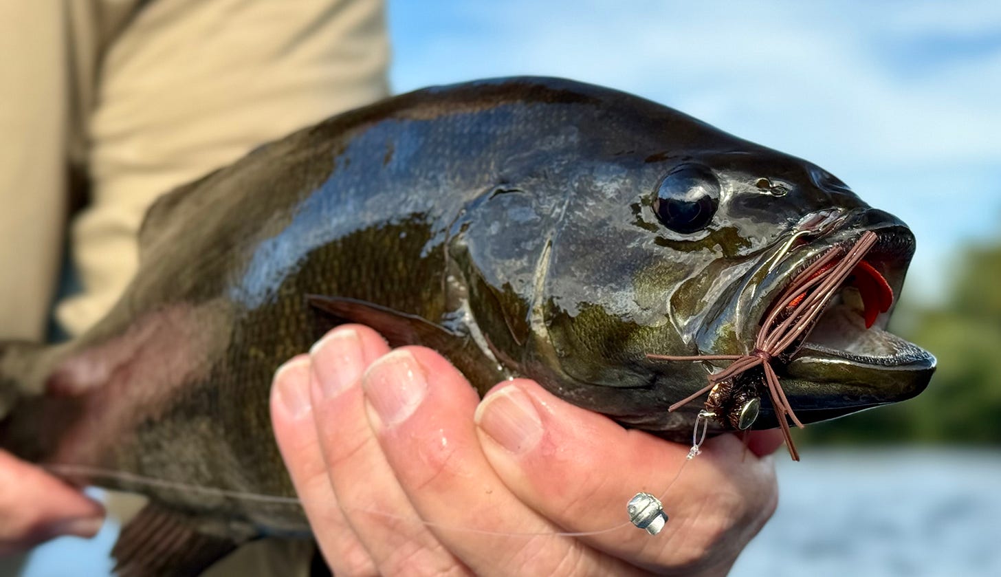 A close-up photo of a nice-size smallmouth bass held out of the water with e a fly in its mouth.