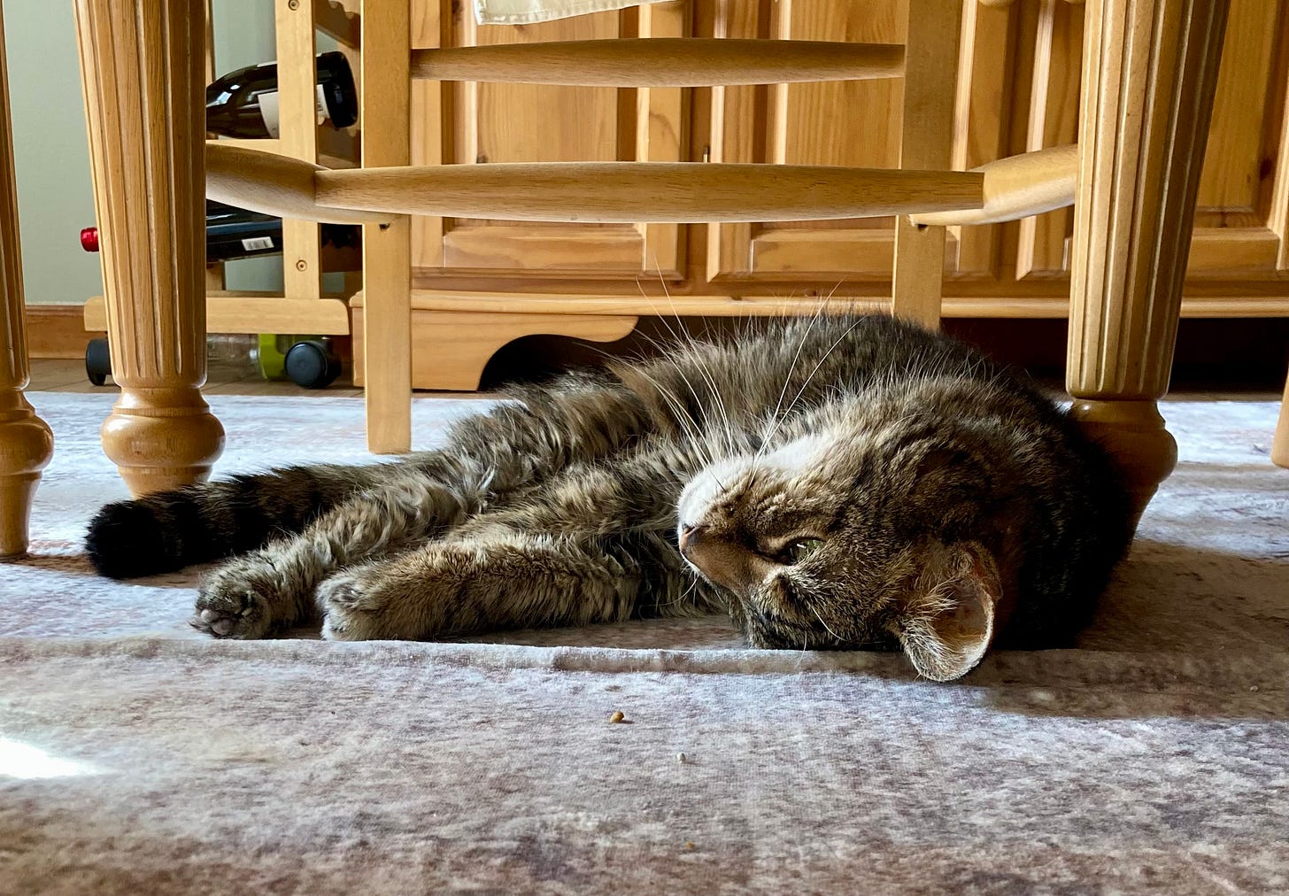 Caregiving needs increase for older cats.