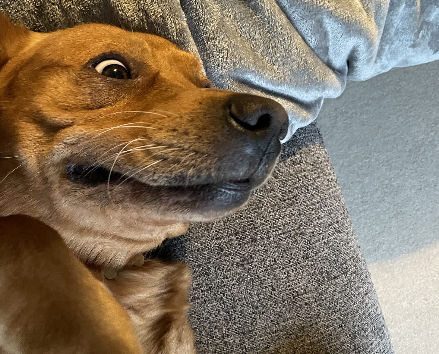 A daft looking dog