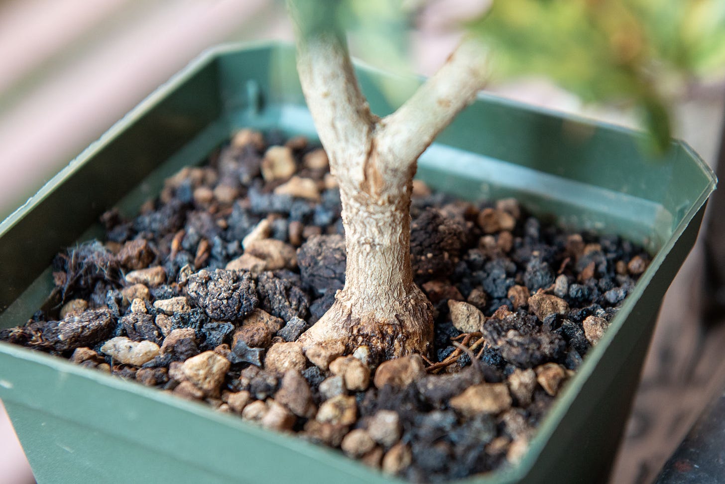 ID: Close up of the osmanthus root flare and lower trunk.