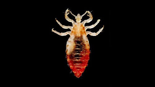 We help you to remove your nits and lice @howtotreatlice-blog - Tumblr ...