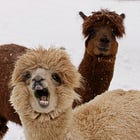 Elon Musk Now In Charge Of Paying Nation's Bills, Which Seems Like A Terrible Idea