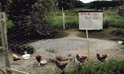 A Chicken Flock