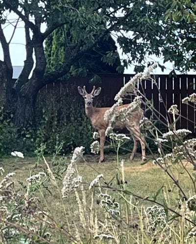 A stag stands in a yard, facing the camera directly, framed by spikes of grass.