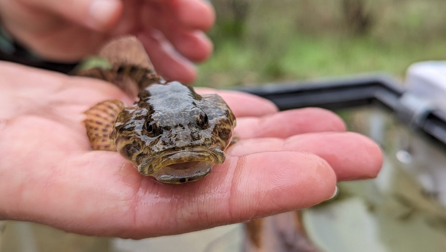 A fish known as a sculpin sits in a person's hand; its mouth is open and it is shiny with water