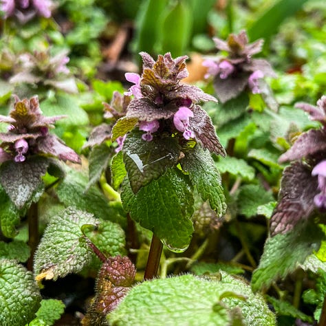 Close up photo of young dead-nettle leaves in a small bowl, shot by JB Douglas for The Wild Grocery