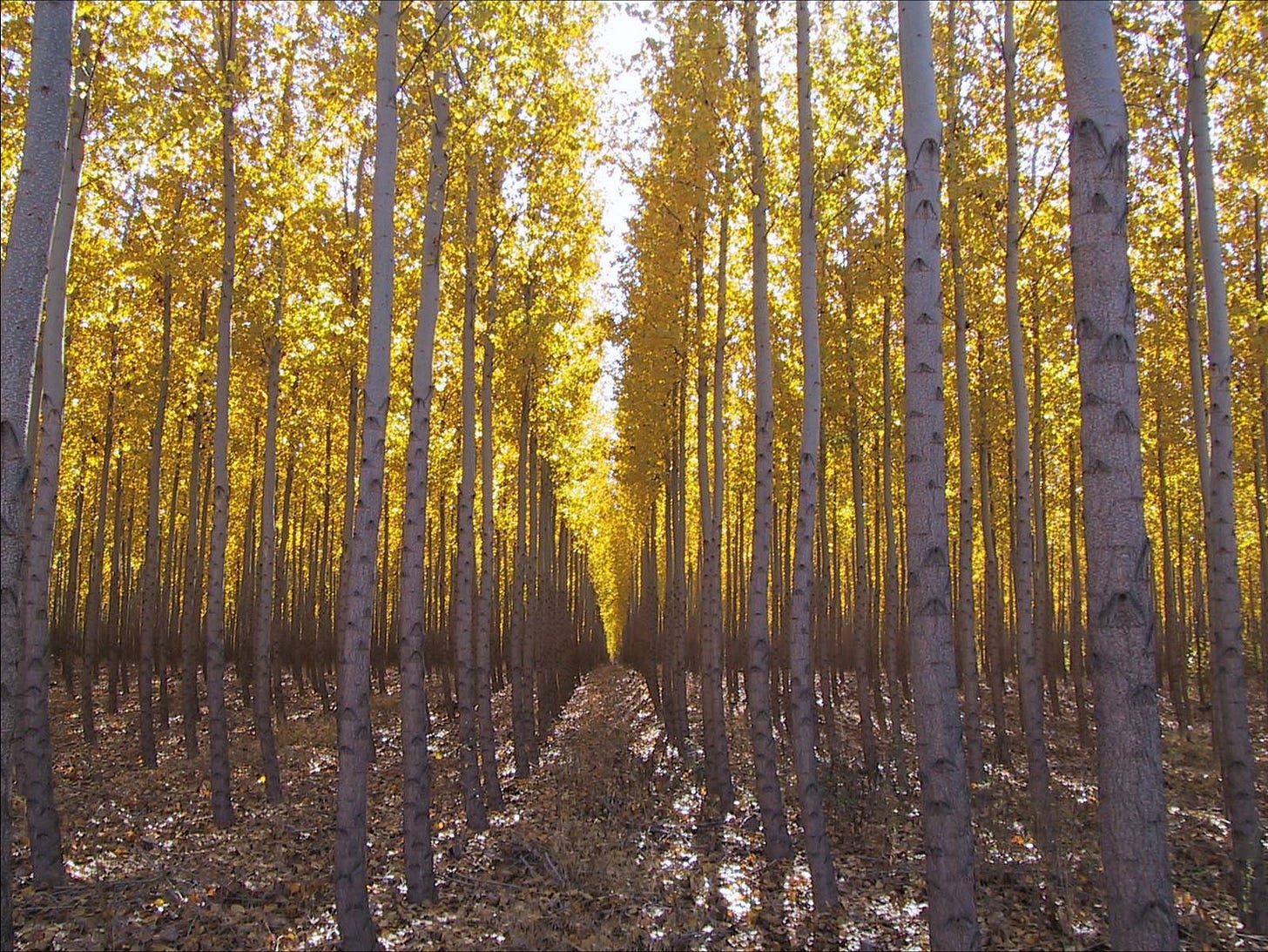 poplars poplars