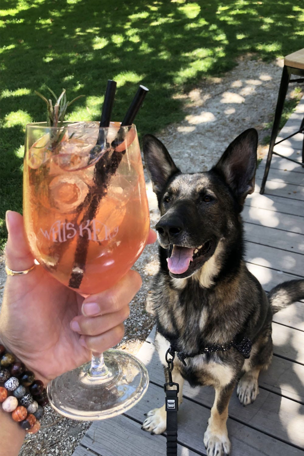 A hand holding a brightly coloured cocktail with a  German Shepherd dog in the background