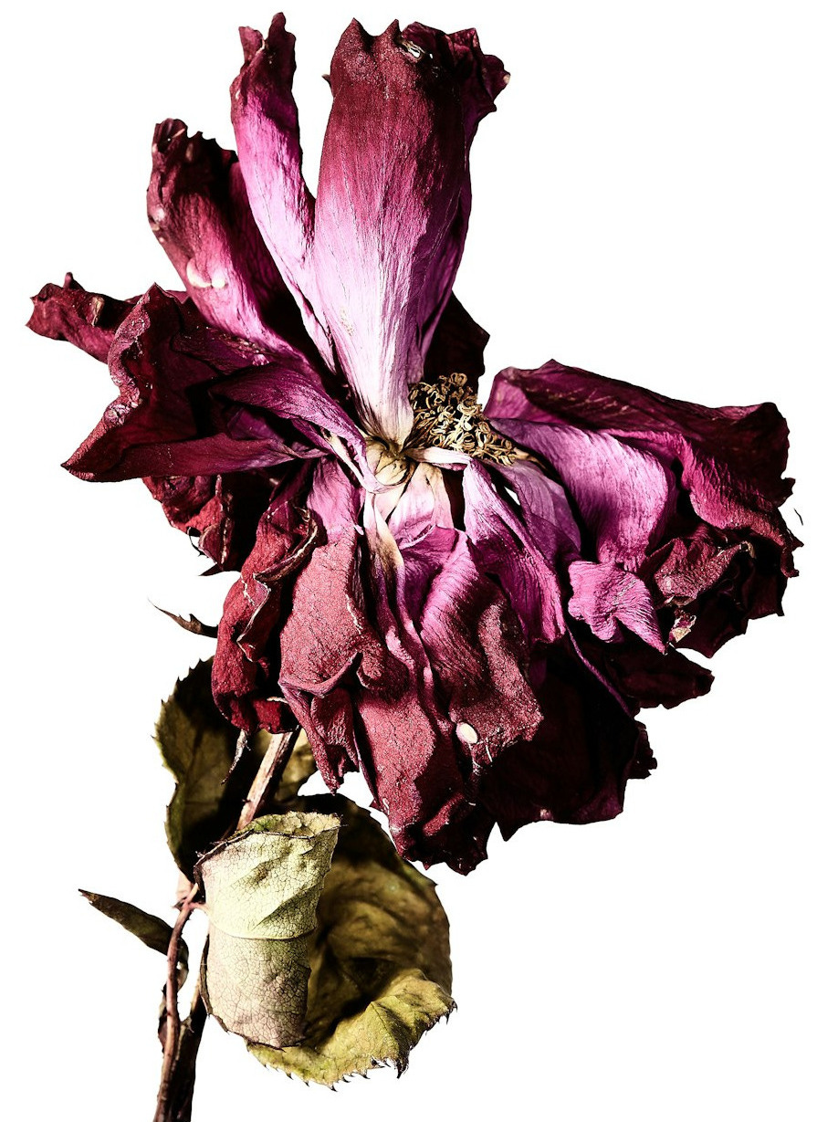 a close up of a flower on a white background