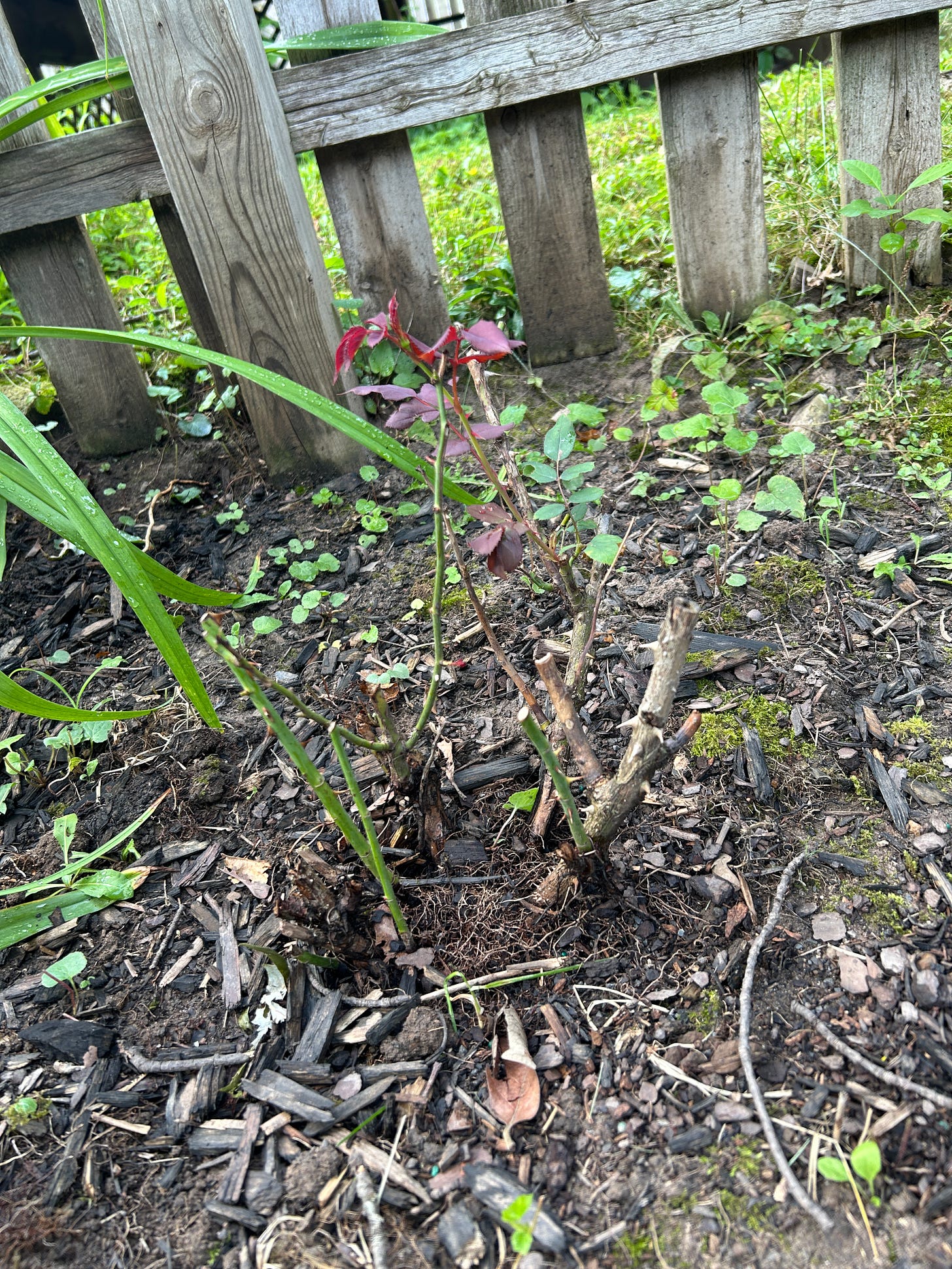 Scraggly mostly-dead rose bush with one stem of living leaves.