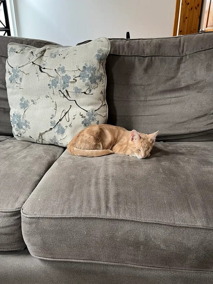 Chester napping in a variety of adorable positions: loafing, on his back with his legs splayed out, curled up in a ball, etc.