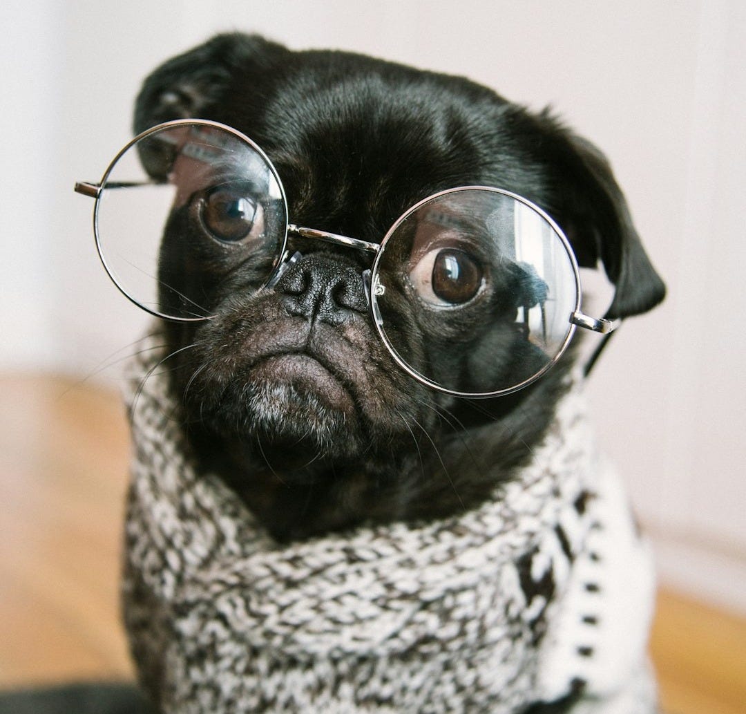 adult black pug