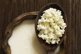 Image result for kefir grains