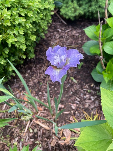 Irises and peonies in different colors