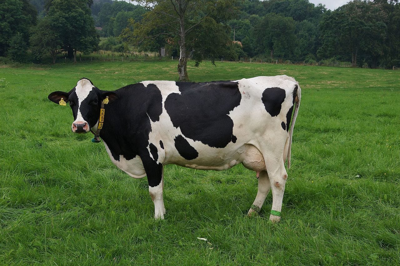 (Vache de race holstein ; Par Verum — Travail personnel, CC BY-SA 3.0, https://commons.wikimedia.org/w/index.php?curid=50467058)
