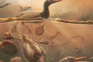 An artist’s interpretation of Vegavis iaai diving for fish in the shallow ocean off the coast of the Antarctic peninsula, with ammonites and plesiosaurs for company.
