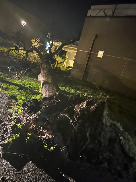 uprooted trees in the dark