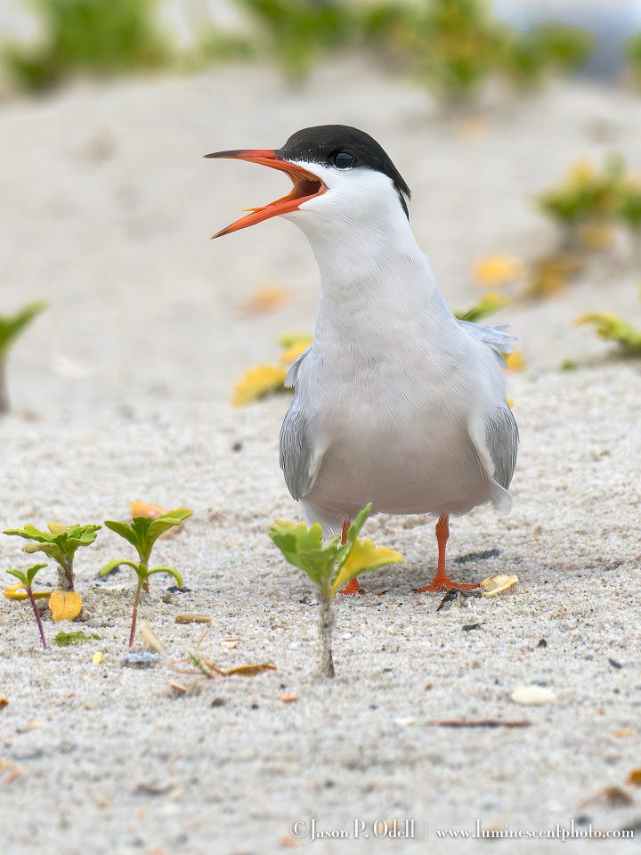 Terns and their chicks