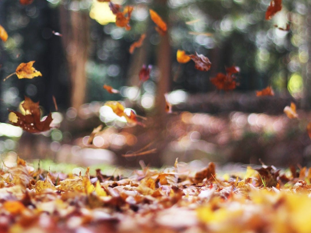 selective focus photography of orange and brown falling maple leaves