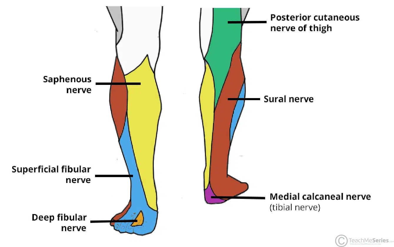 map of sensory nerve innervation, front and back of lower leg. map of sensory nerve innervation, front and back of lower leg.