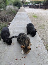 A gallery of the many friendly cats of Greece. There were quite a few caretakers who minded the cats, feeding them and getting them spayed/neutered. Many cats had designated shops or restaurants they lived in. Almost all of them were friendly.