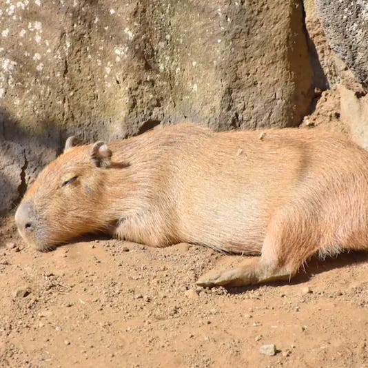 Largenip’s Substack