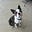 Fairydogmother's avatar