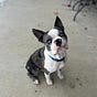 Fairydogmother's avatar
