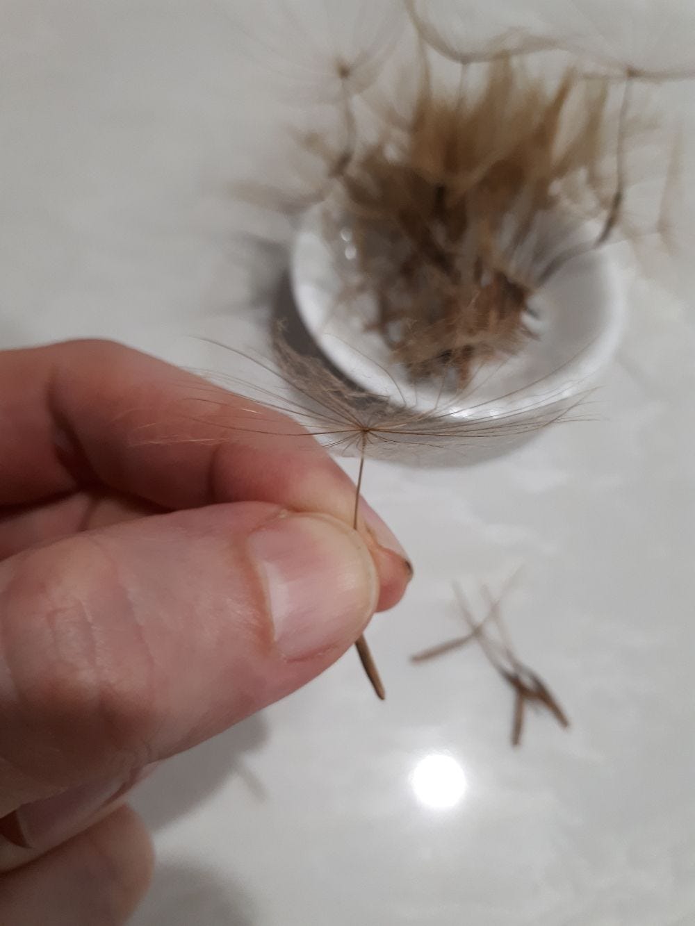 Tragopogon porrifolius [seeds] sml.jpg