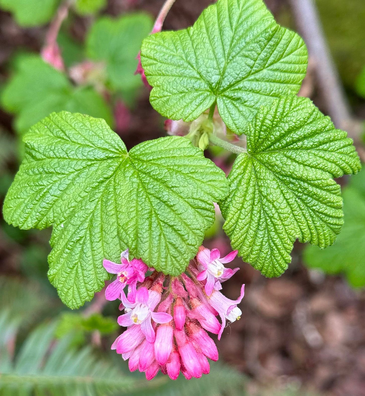 Photo of Red Blossoming Currant