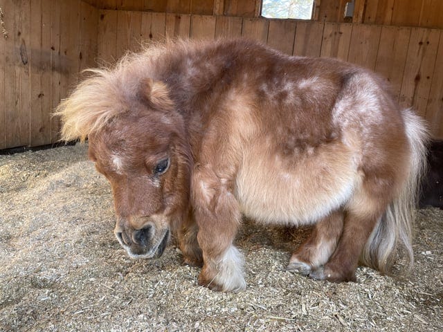 r/mildlyinteresting - a small brown horse